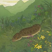 Lễ hội làng Nhật Bản treo thưởng 10.000 USD cho ai bắt được “Tsuchinoko” huyền thoại